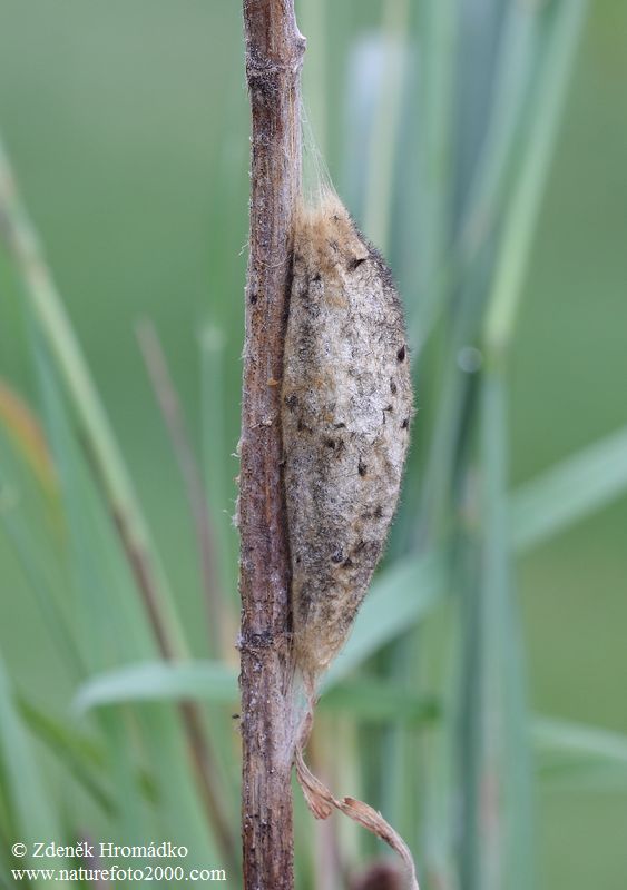 bourovec trávový, Euthrix potatoria (Motýli, Lepidoptera)